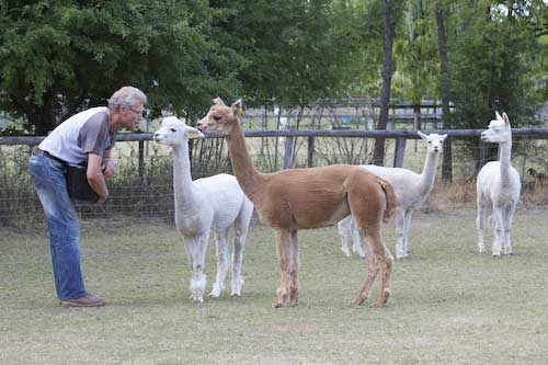 two hour alpaca experience